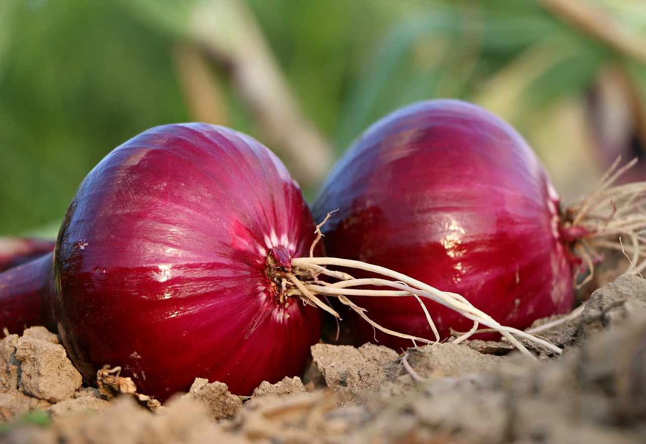 Image - onion why roots land blue salad