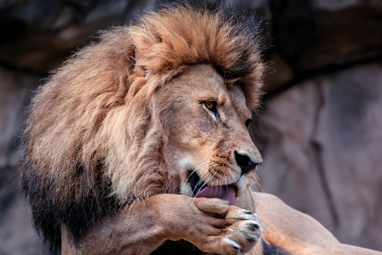 Image - lion mane head males zoo chef