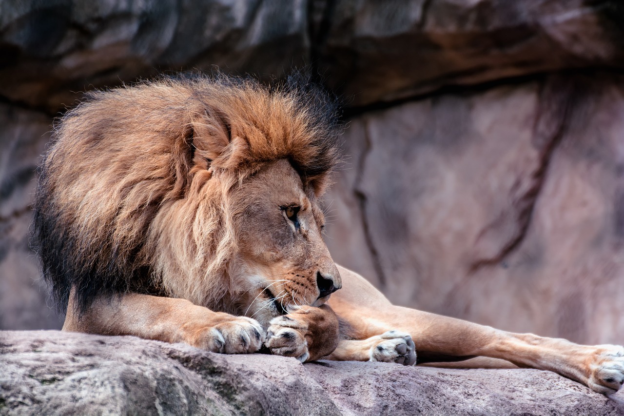 Image - lion mane head males zoo chef