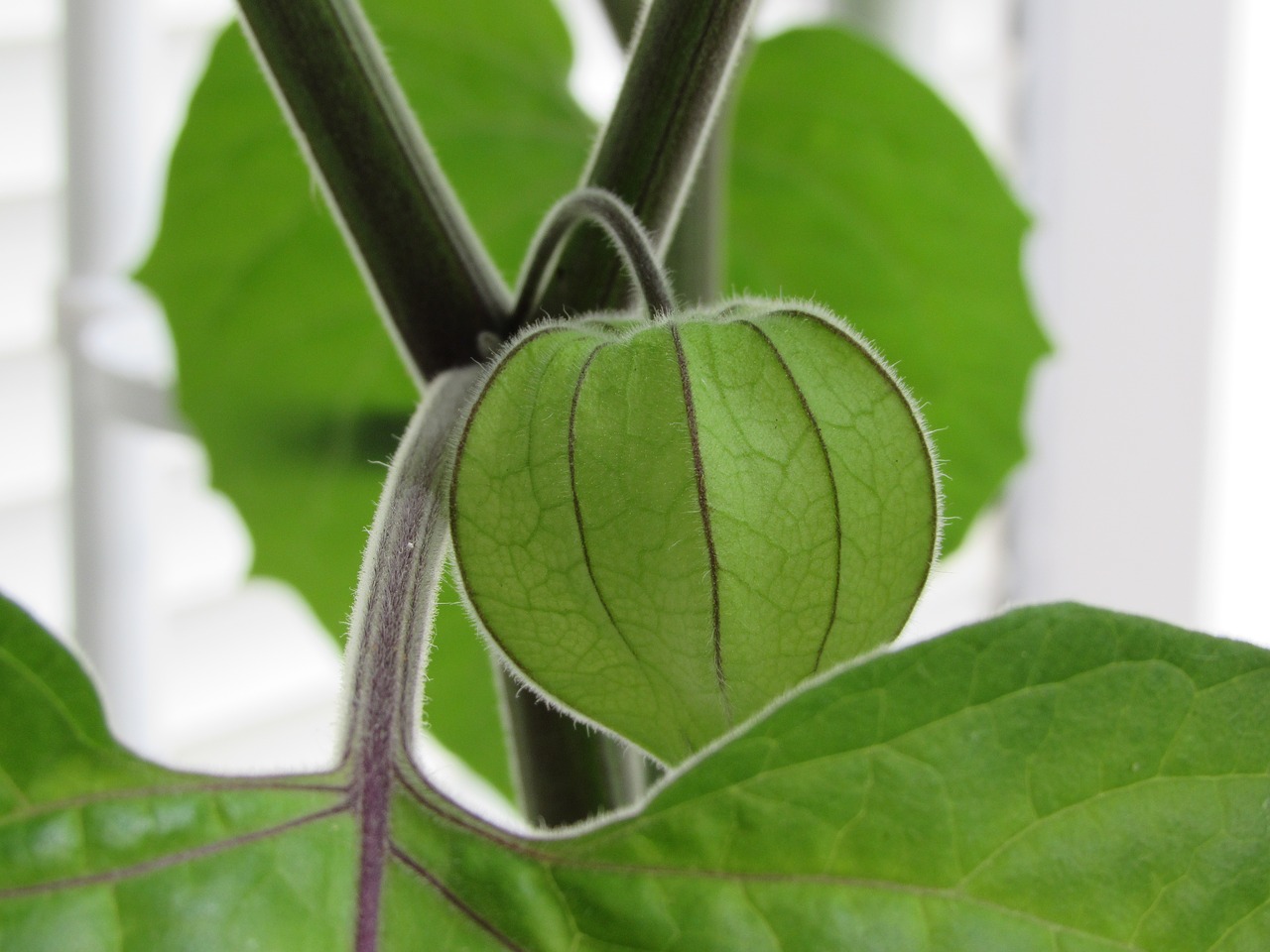 Image - physalis fruit healthy green