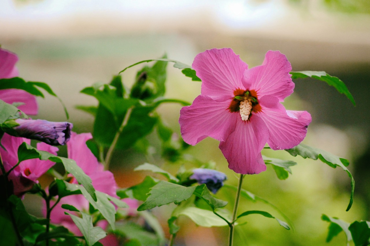 Image - hibiscus pink blossom bloom garden