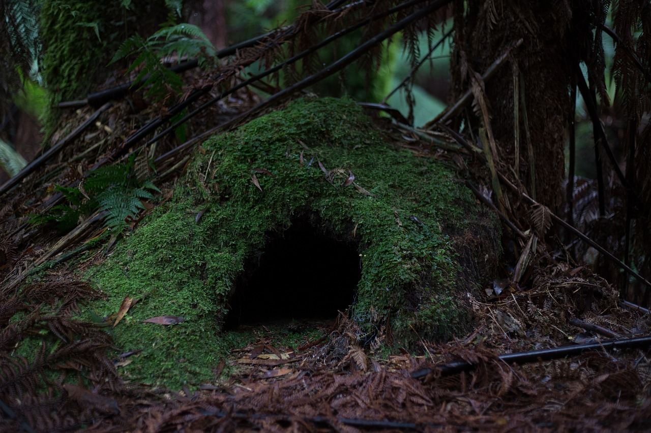 Image - cave forest moss nature woods