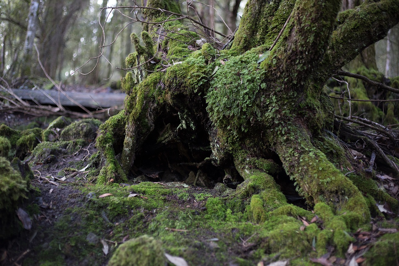 Image - tree forest moss landscape nature