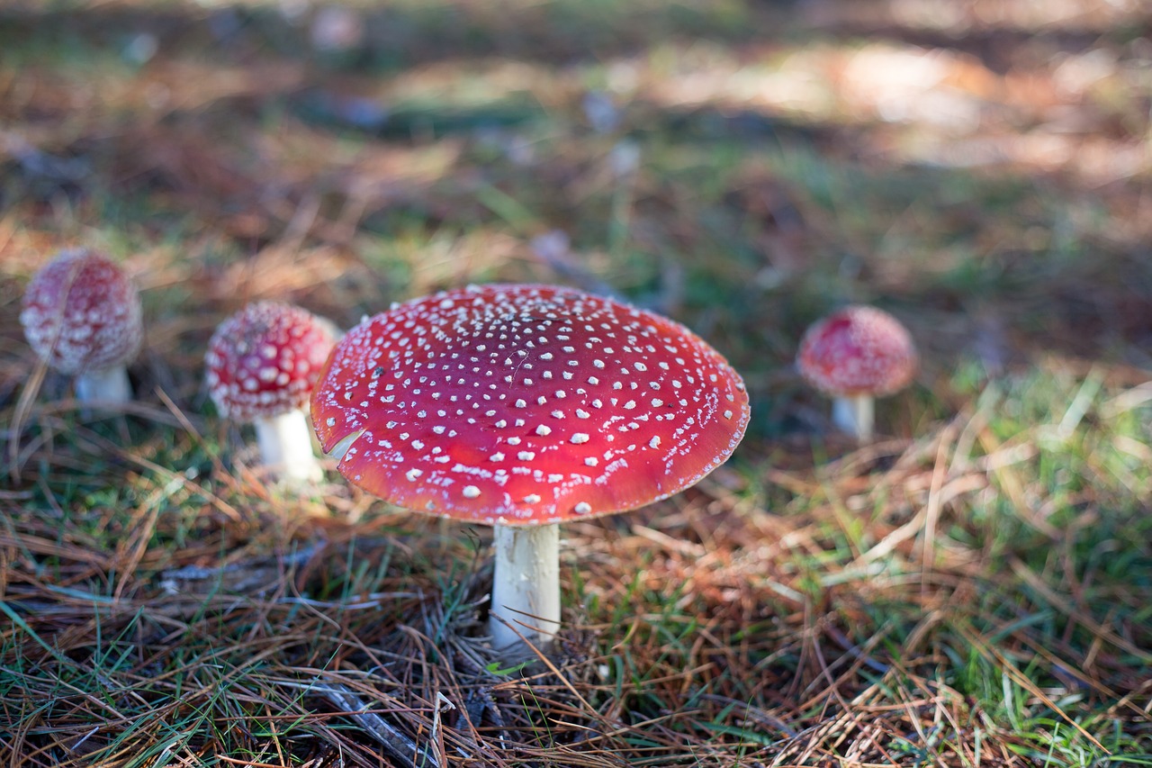 Image - toadstool fantasy mushroom fairy