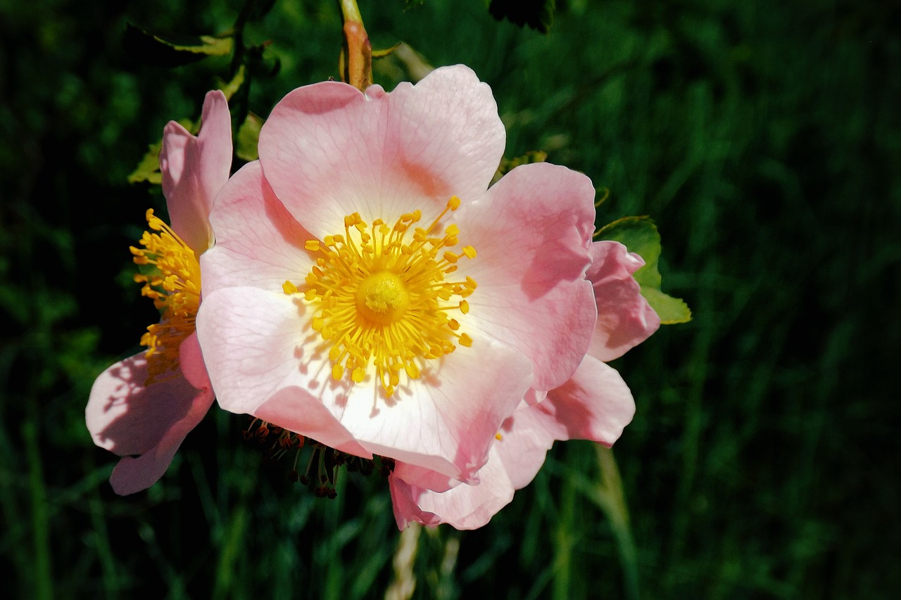 Image - wild rose bush rose pink blossom