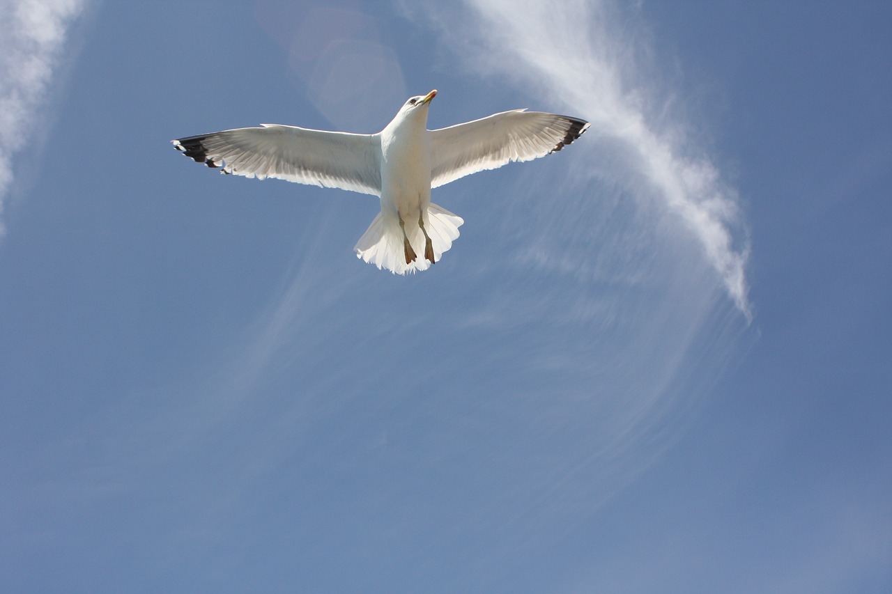 Image - seagull blue sky freedom air fly