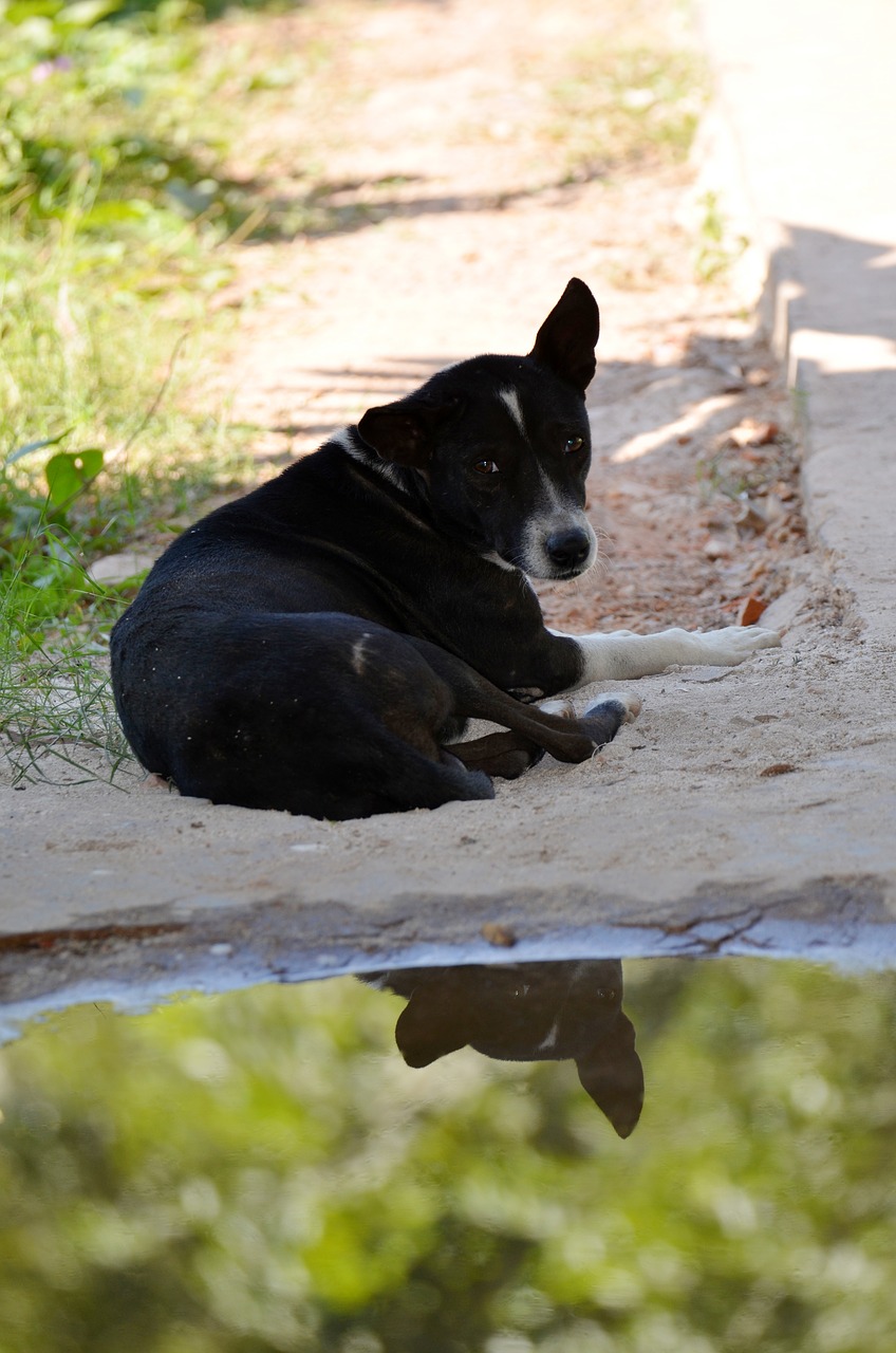 Image - dog water mirroring sad