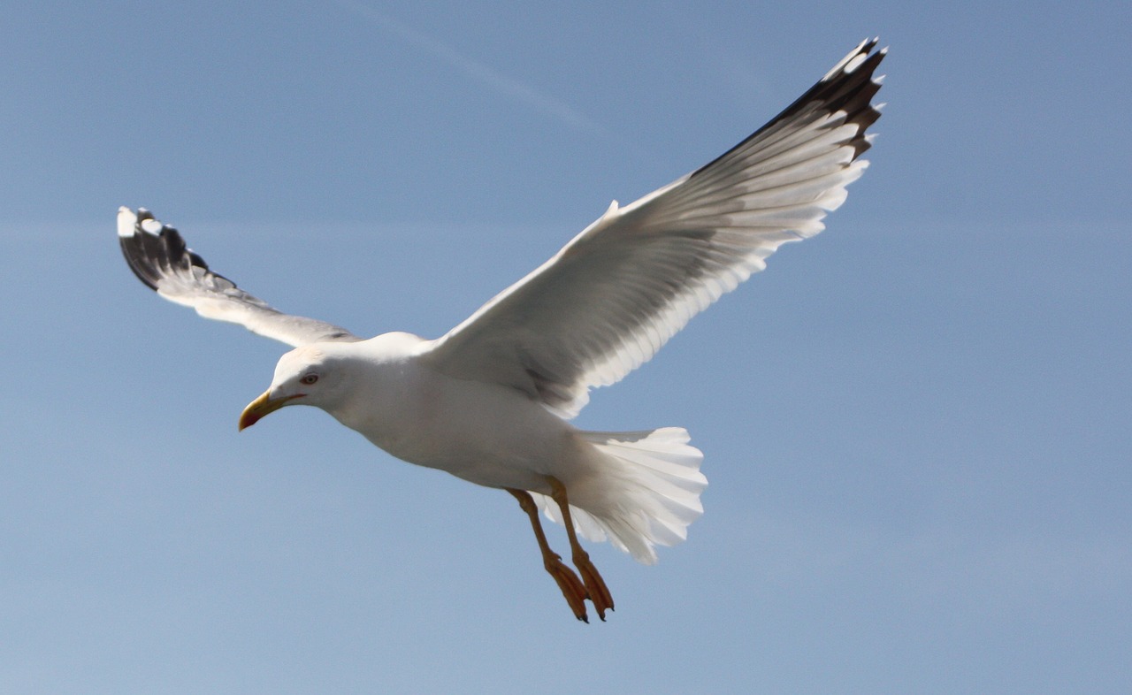 Image - seagull blue sky freedom air fly