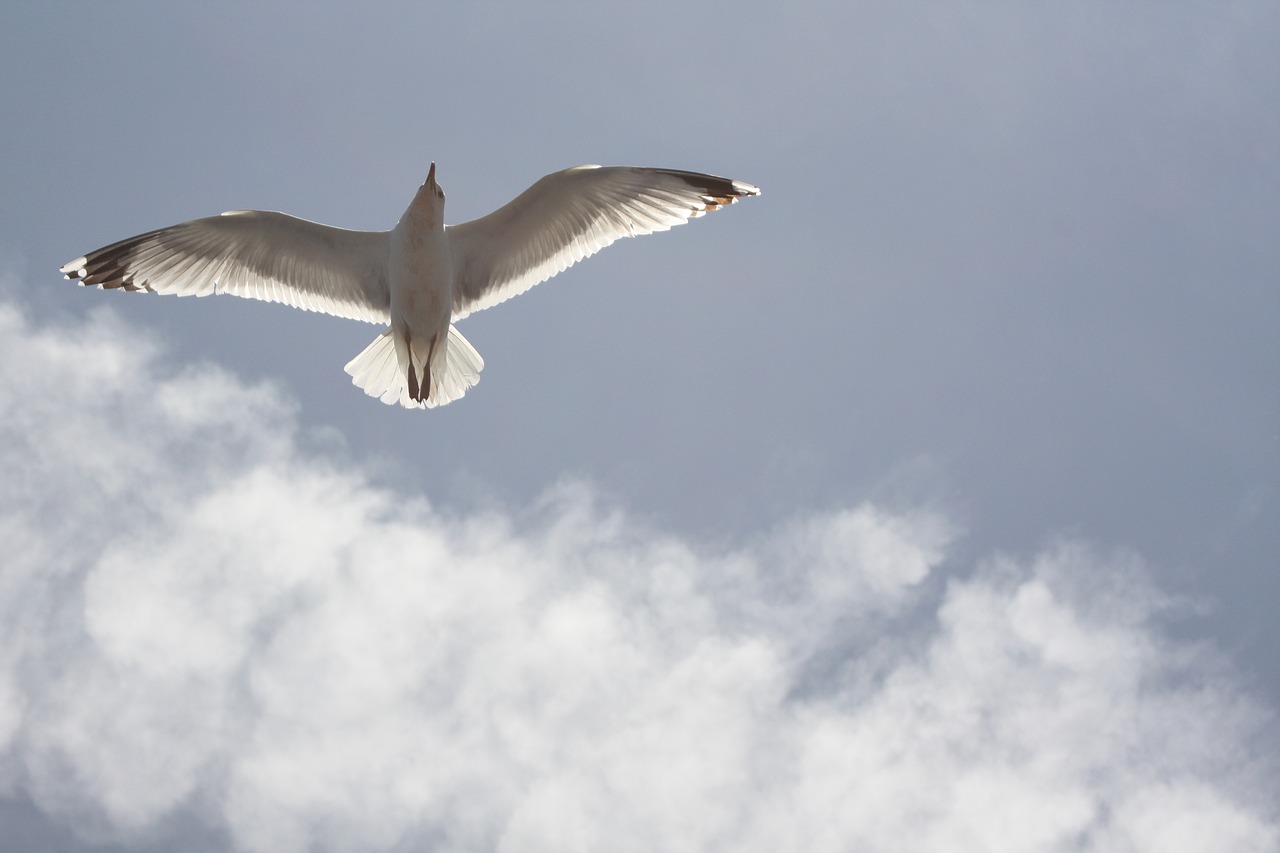 Image - seagull blue sky freedom air fly