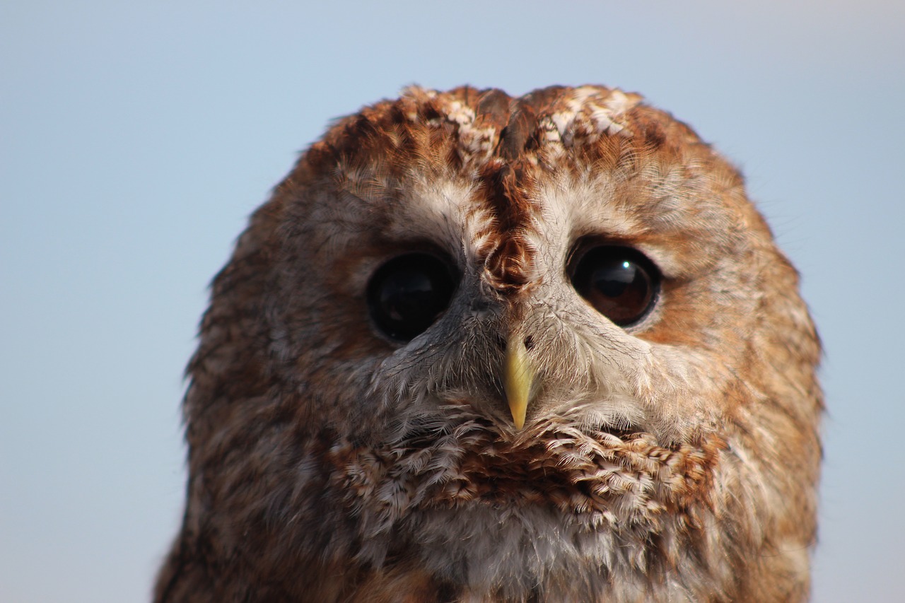 Image - owl bird wild life nocturnal