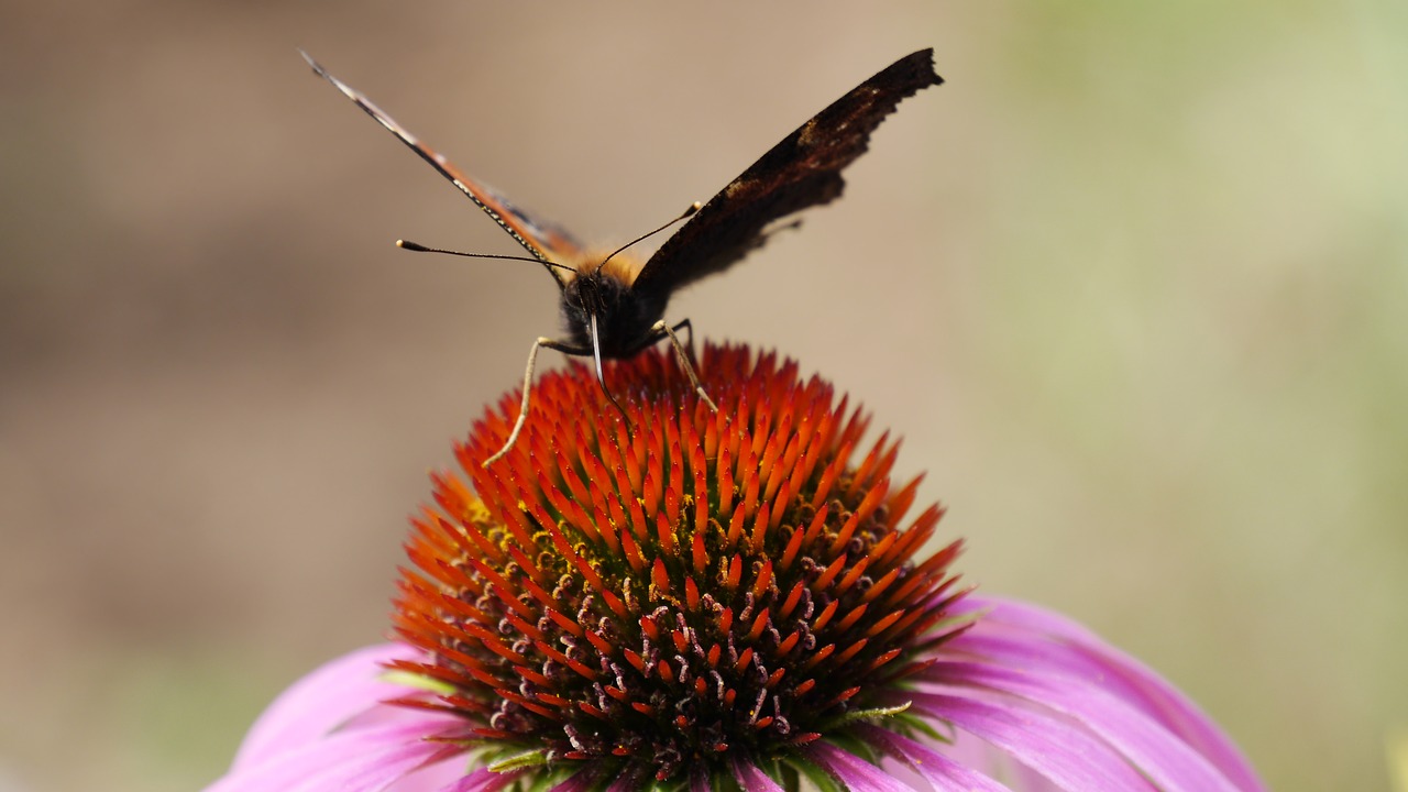 Image - butterfly drinking summer insect