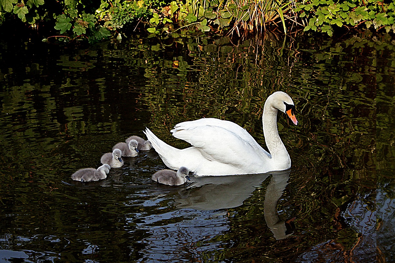 Image - swan bird cygnets baby young