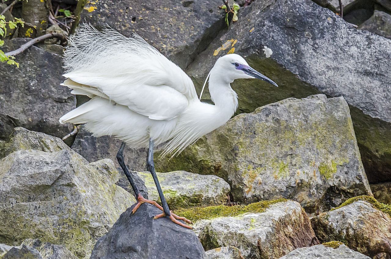 Image - little egret nature birds