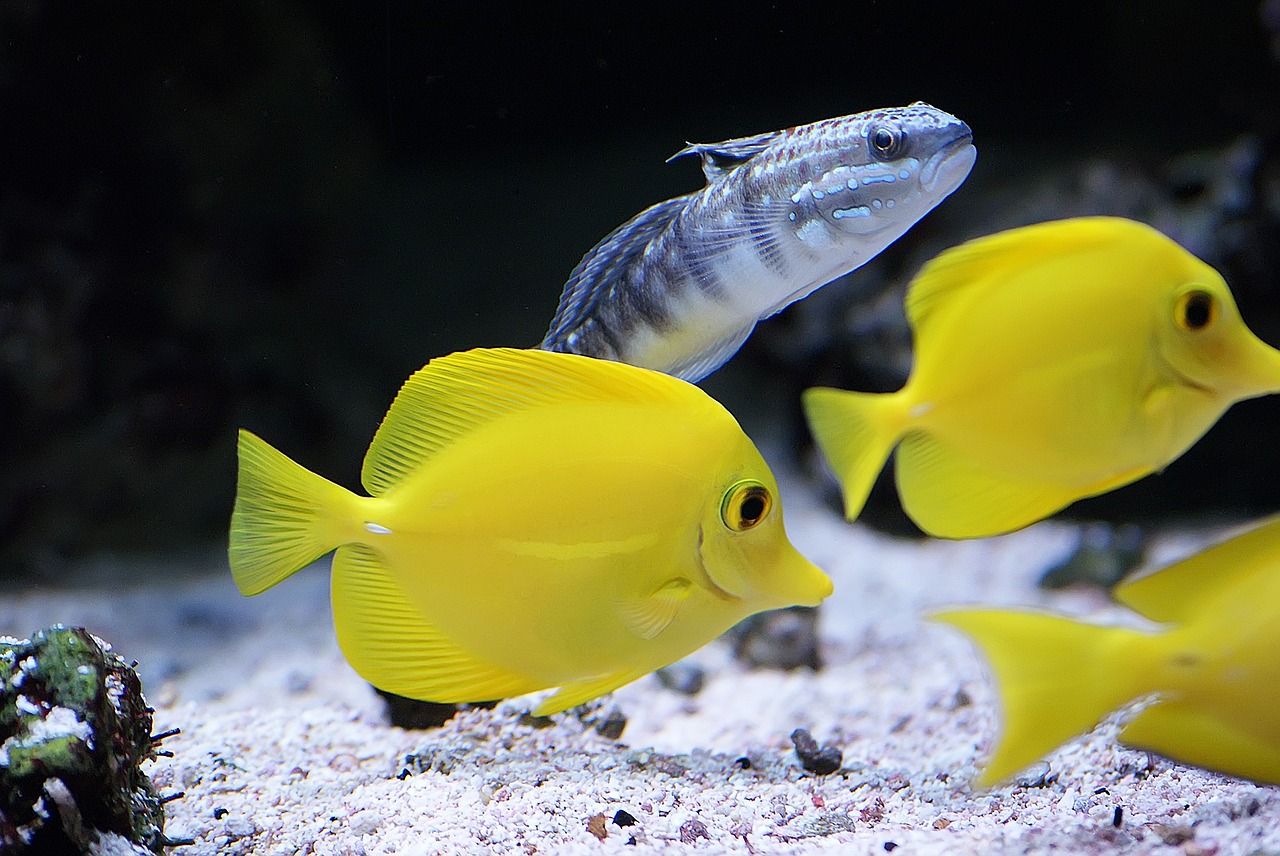 Image - tropical fish yellow tangs fish