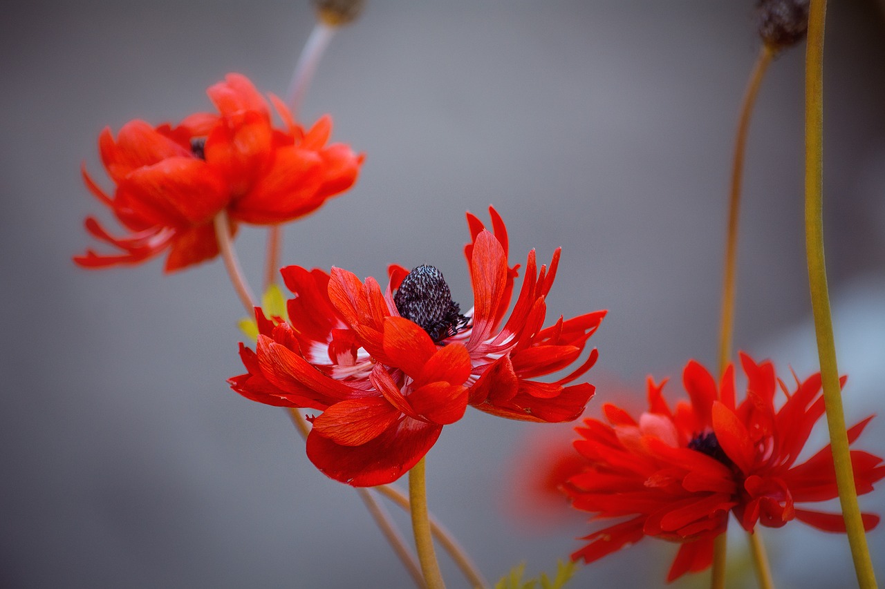 Image - anemone red red anemone flowers