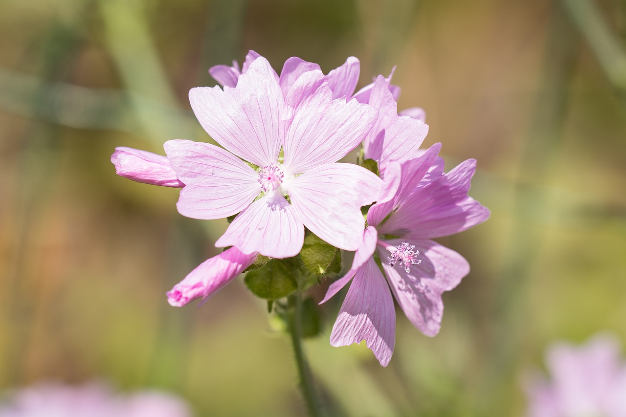 Image - stock rose pink flower pink flower