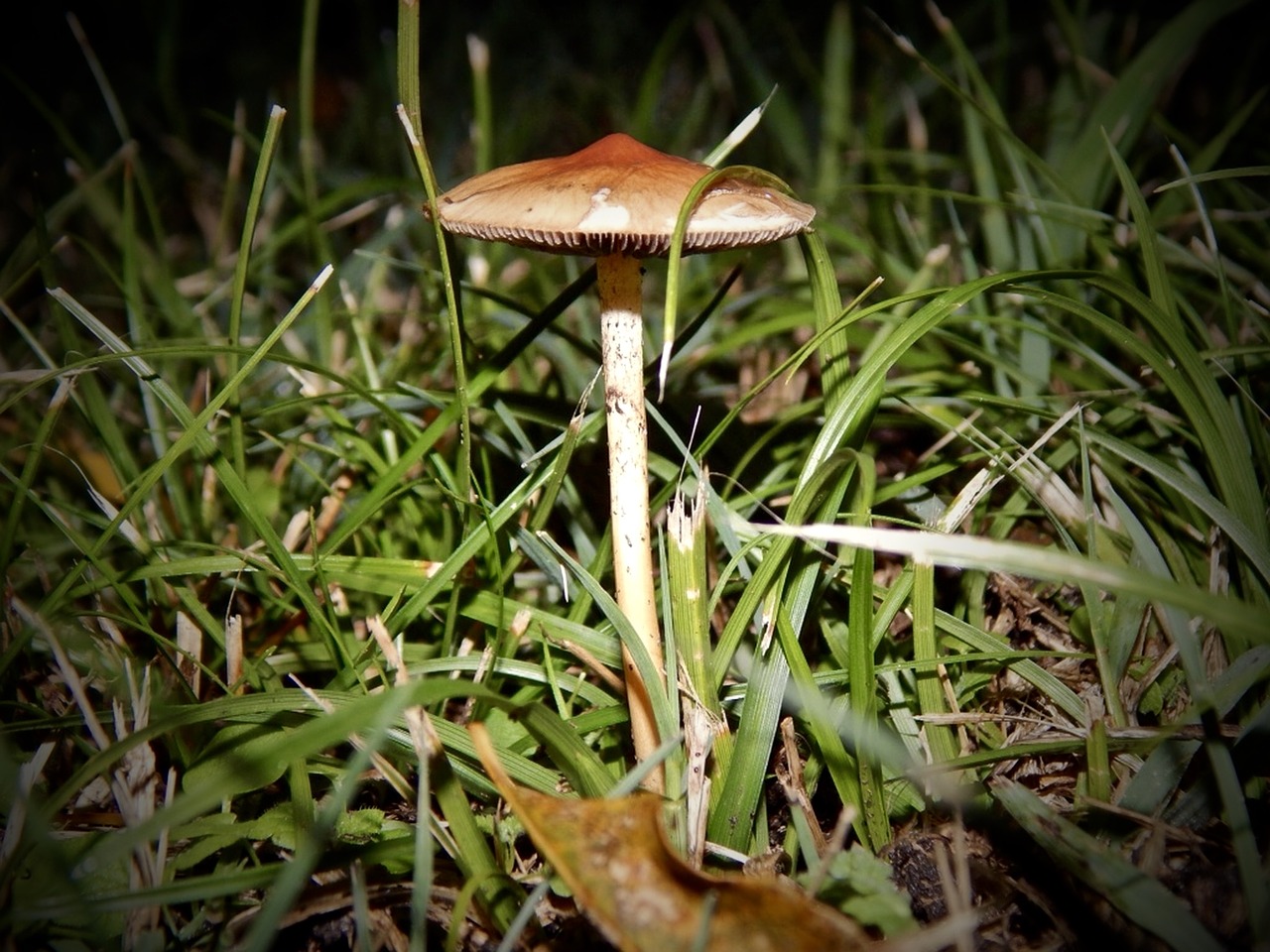 Image - mushroom fungus grass green brown