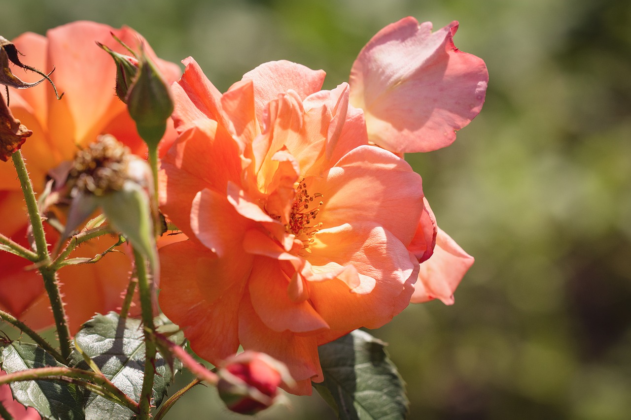 Image - rose orange orange rose flower