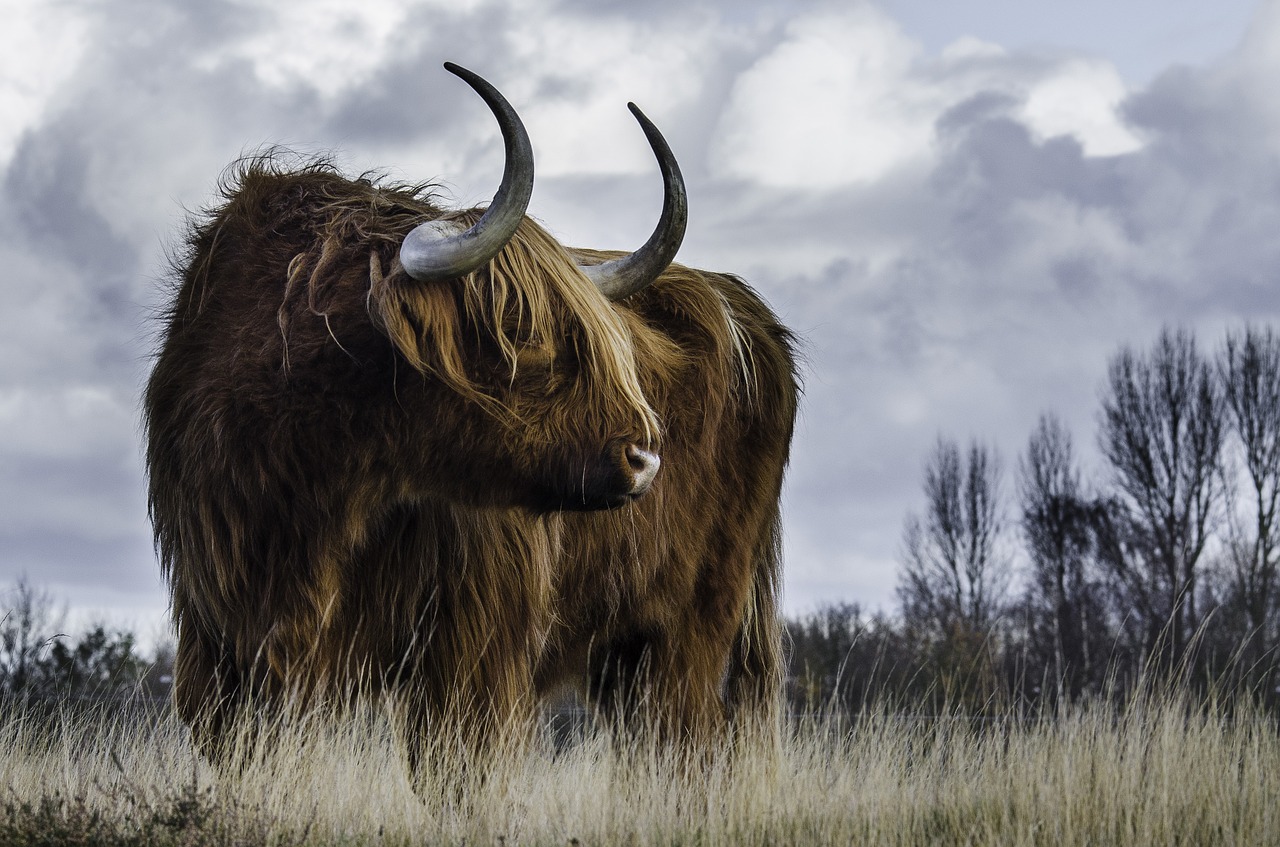 Image - cow cattle animal bull sky