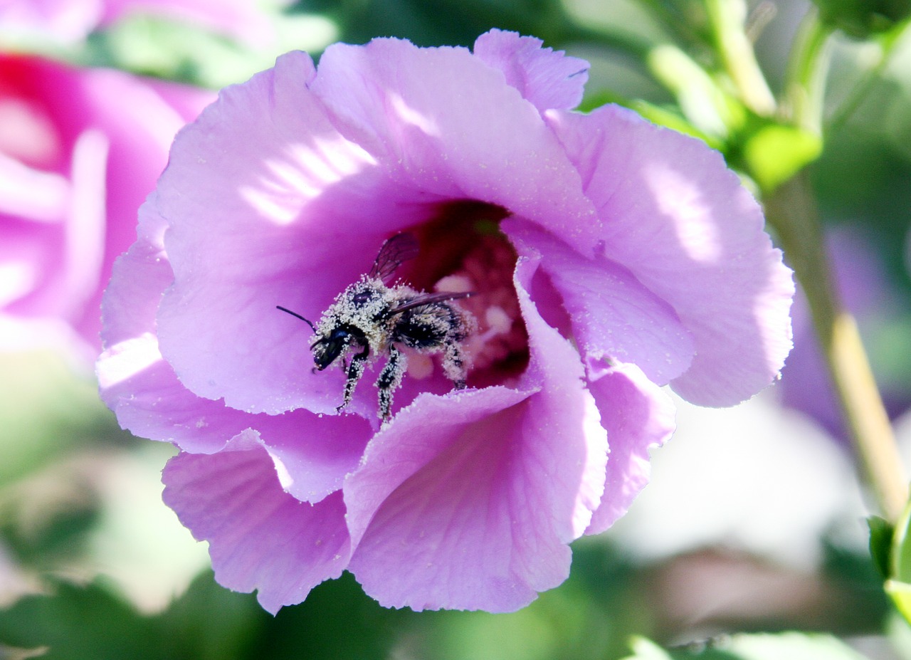 Image - flower bee pollen insects forage