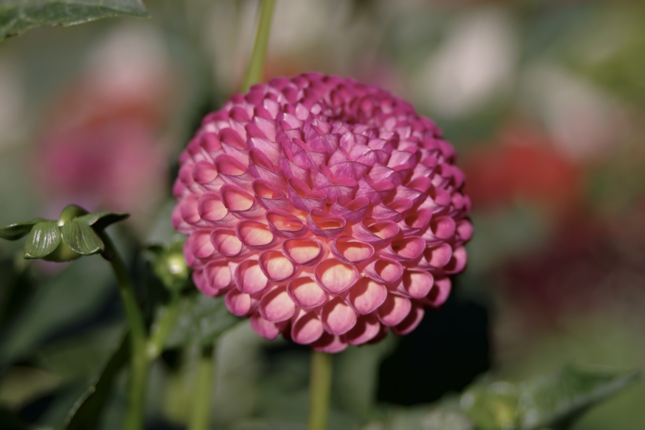 Image - dalia flower pink sphere