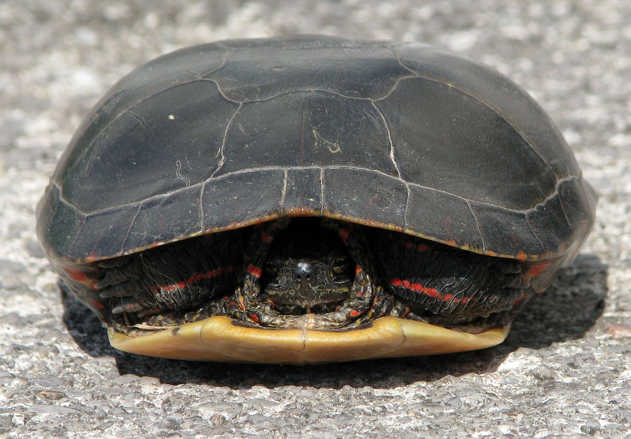 Image - painted turtle chrysemys picta