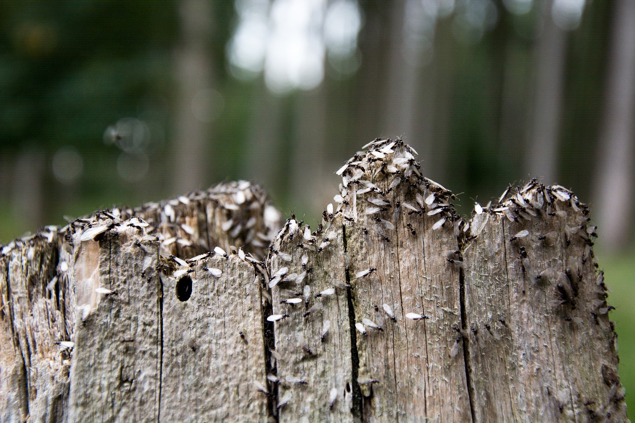 Image - swarm flight wedding flight ants