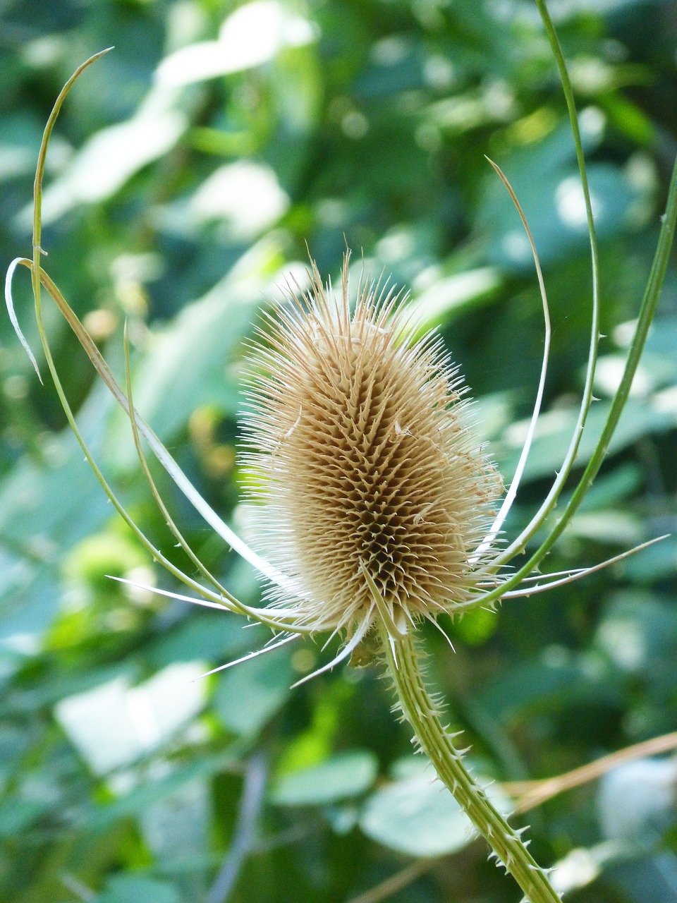 Image - thistle dipsacus fullonum