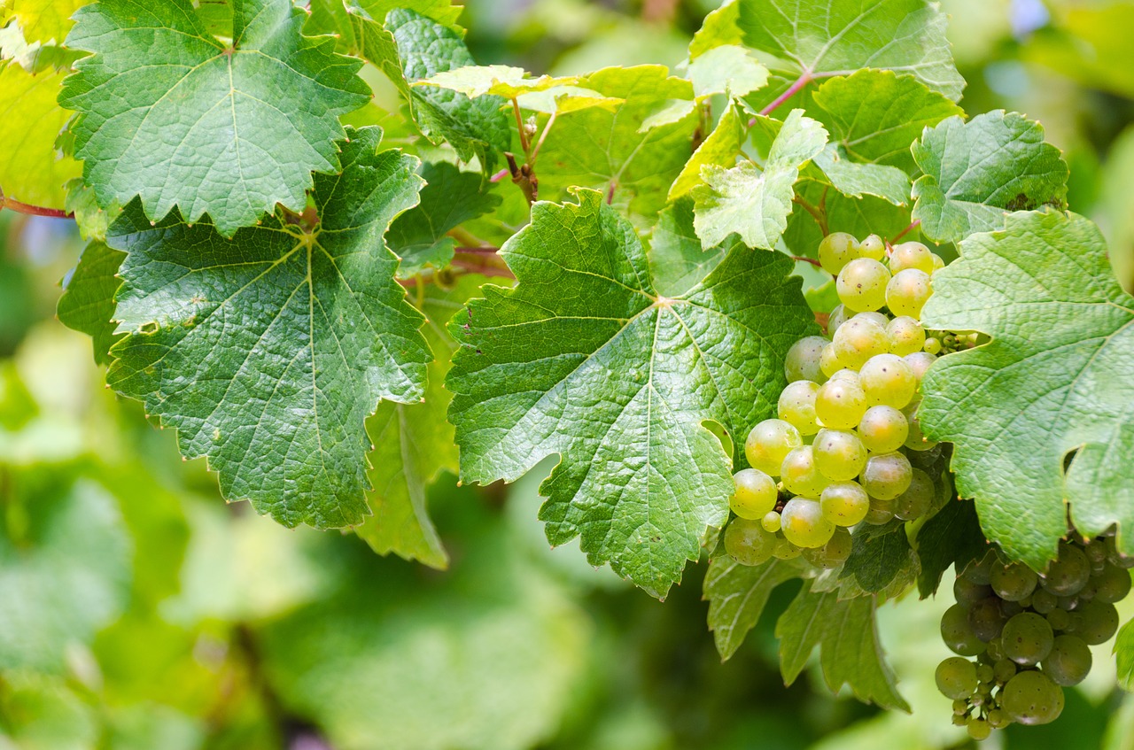 Image - riesling white wine grape harvest