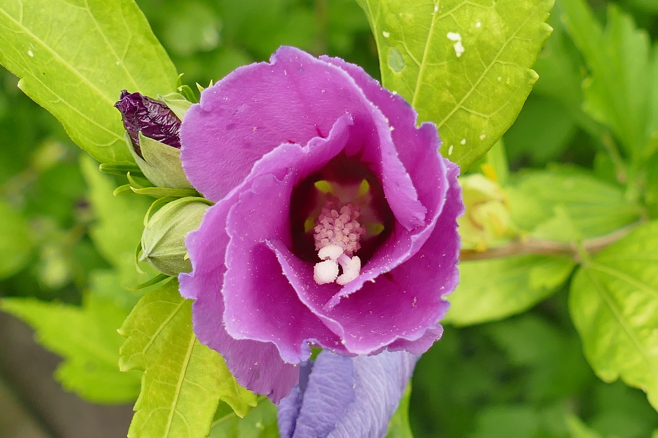 Image - hibiscus blossom bloom young green