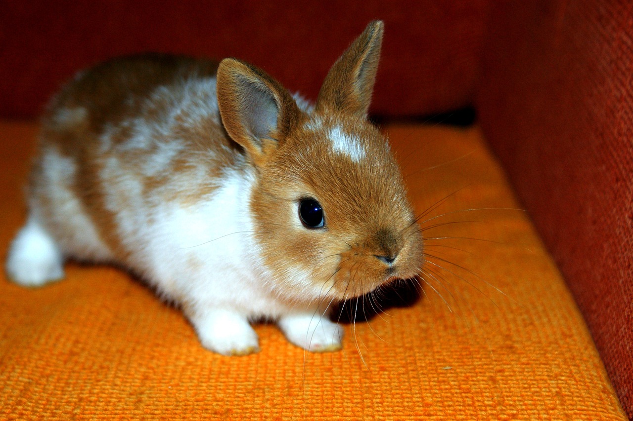 Image - bunny decorative home animal