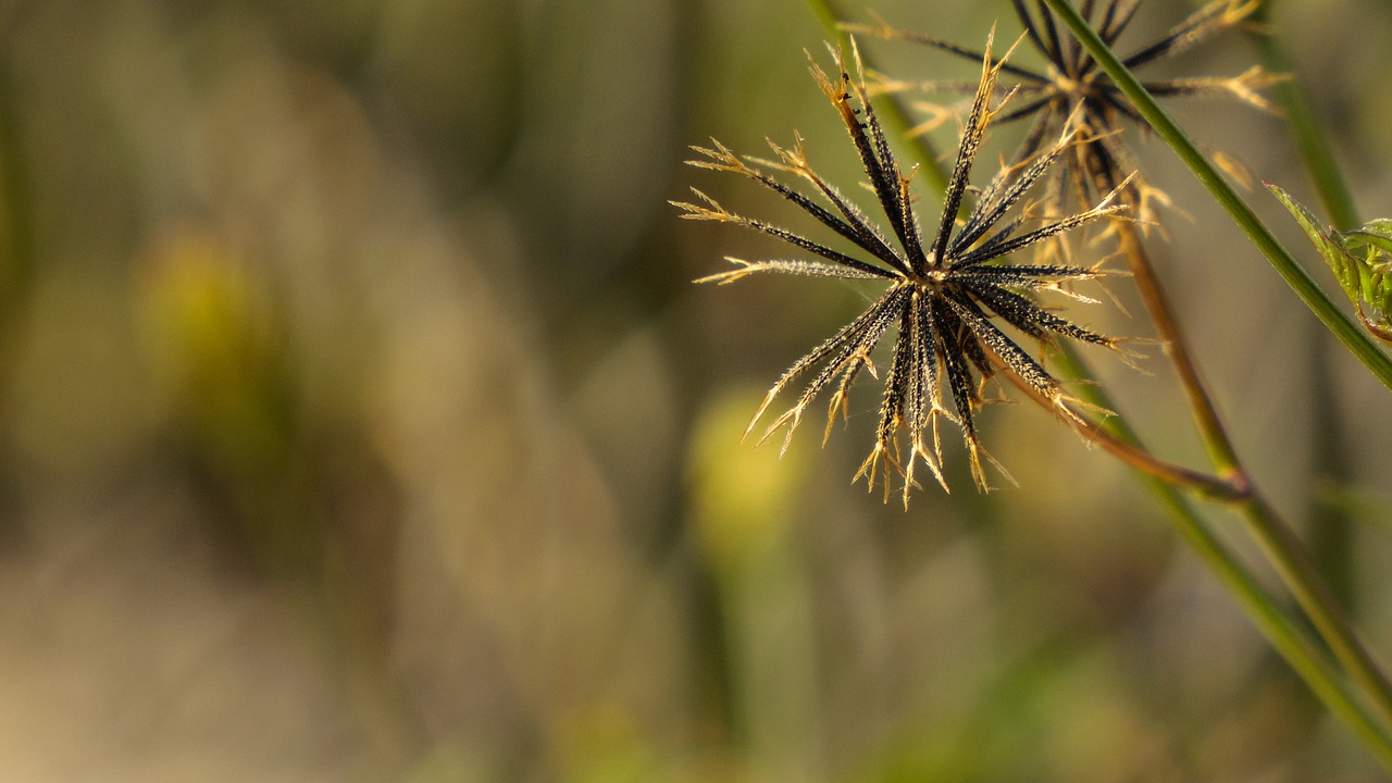 Image - flora natura beauty nature grass