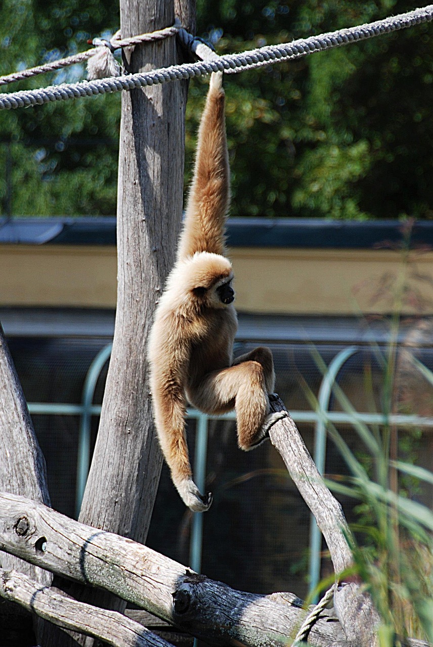 Image - gibbon zoo balance