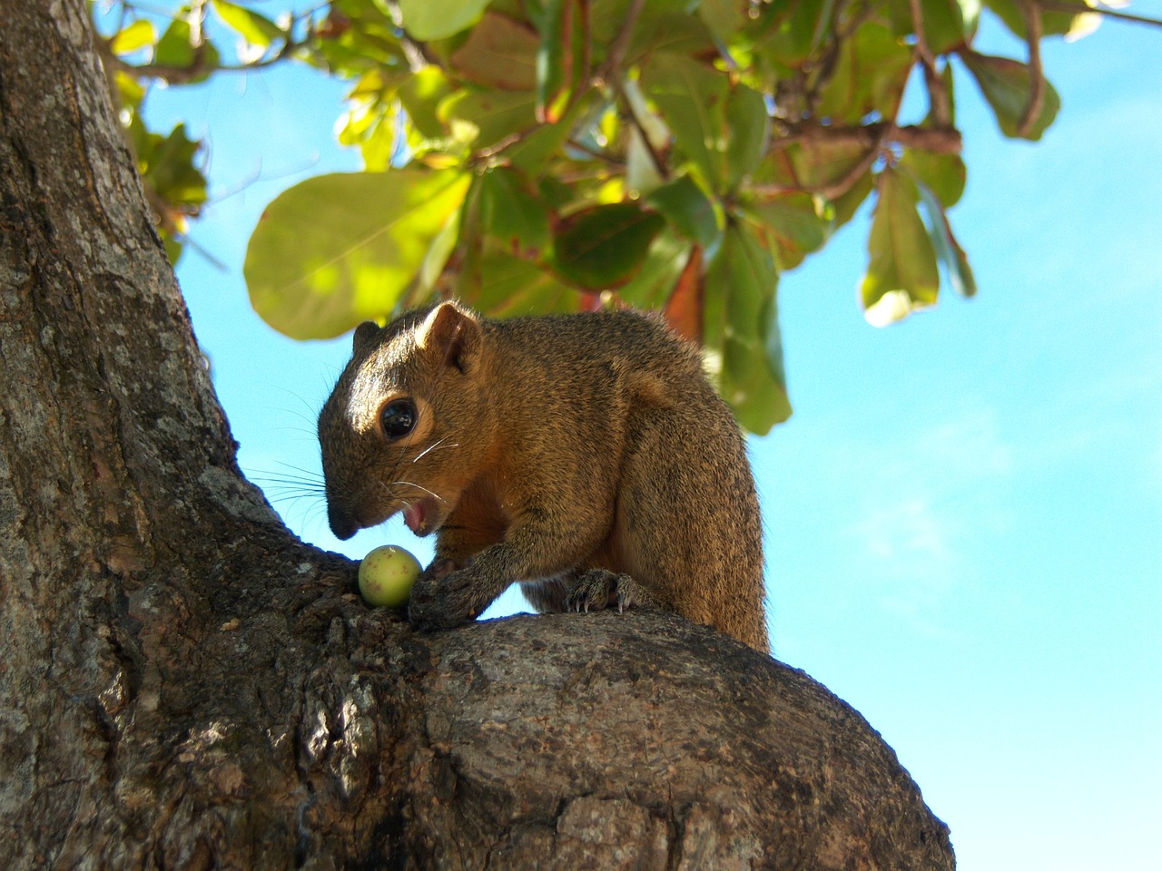 Image - bali squirrel trustful animal bali