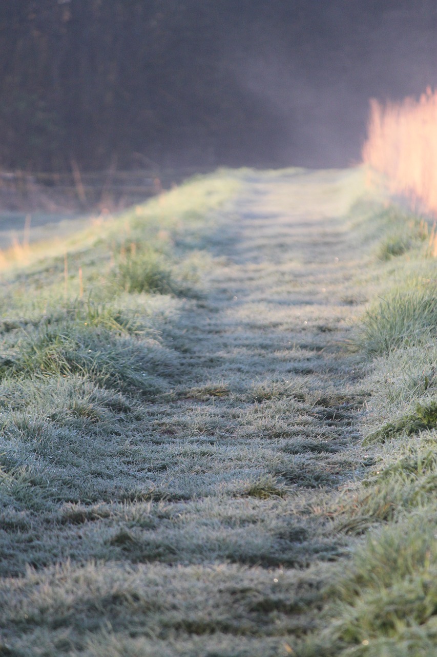 Image - frost morning path