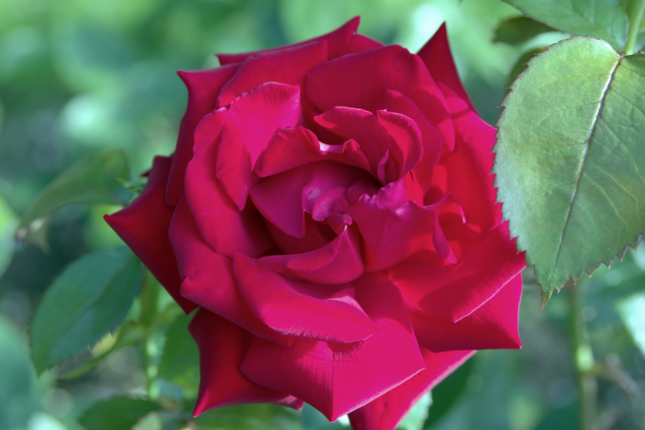 Image - rose bright red red flower