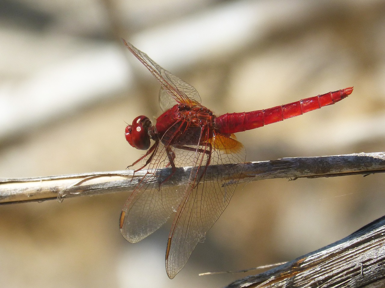 Image - red dragonfly wetland cane
