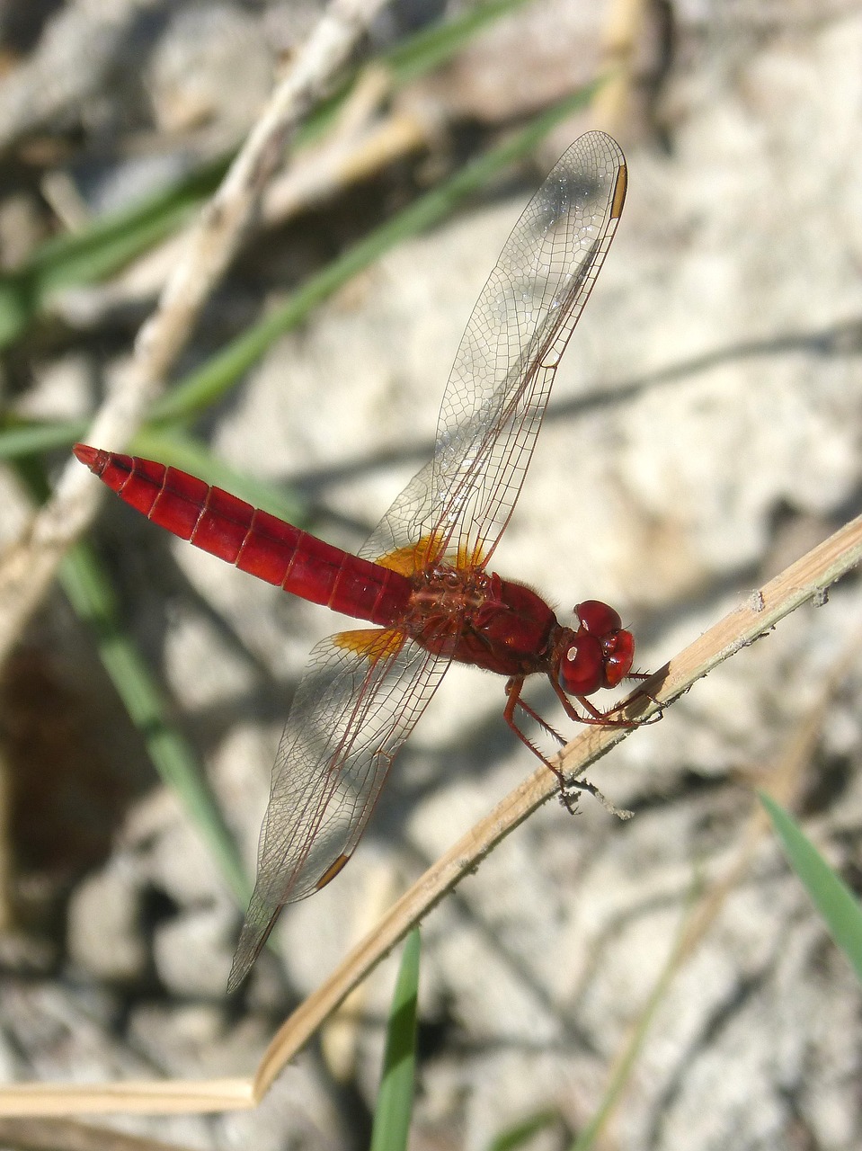 Image - red dragonfly wetland stem