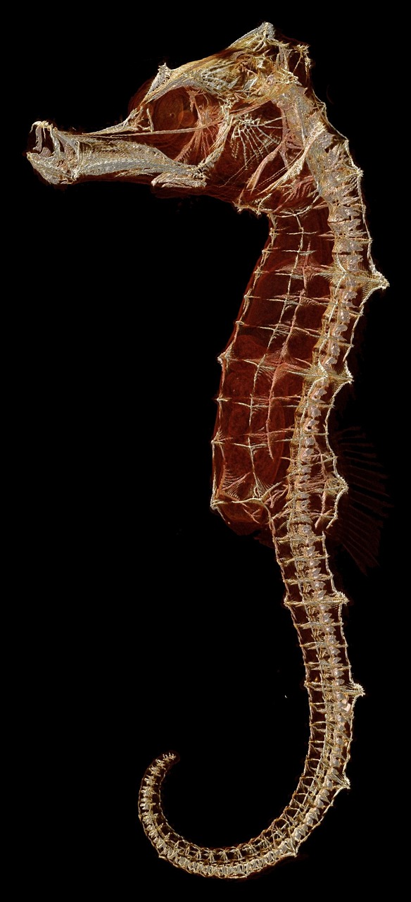 Image - seahorse skeleton biology fish