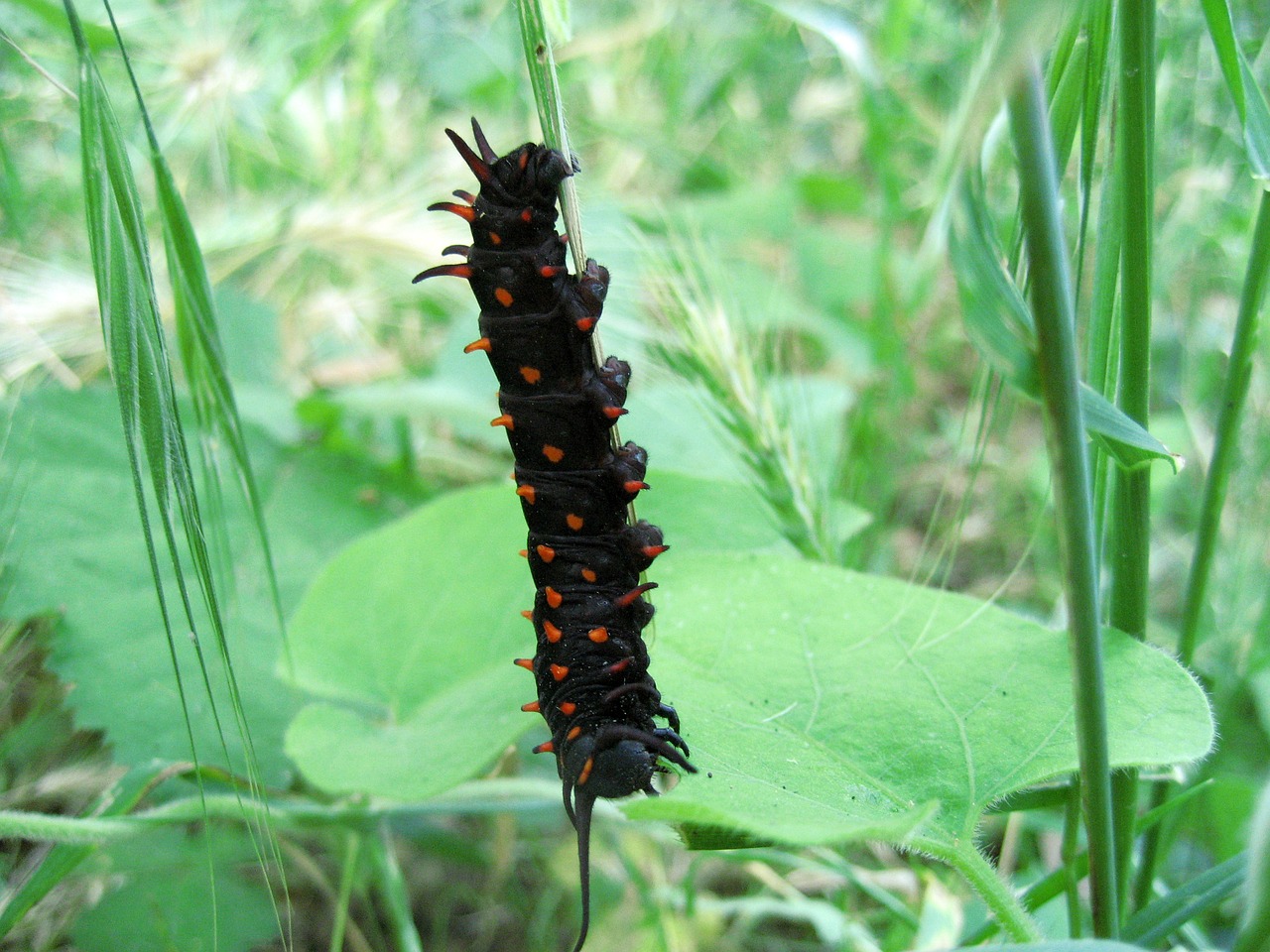 Image - caterpillar tiger swallowtail