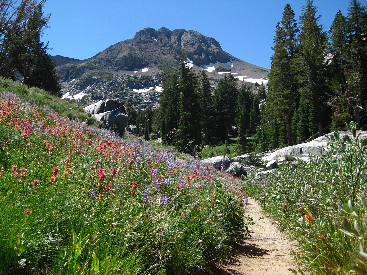 Image - lake winnemuka wildflowers