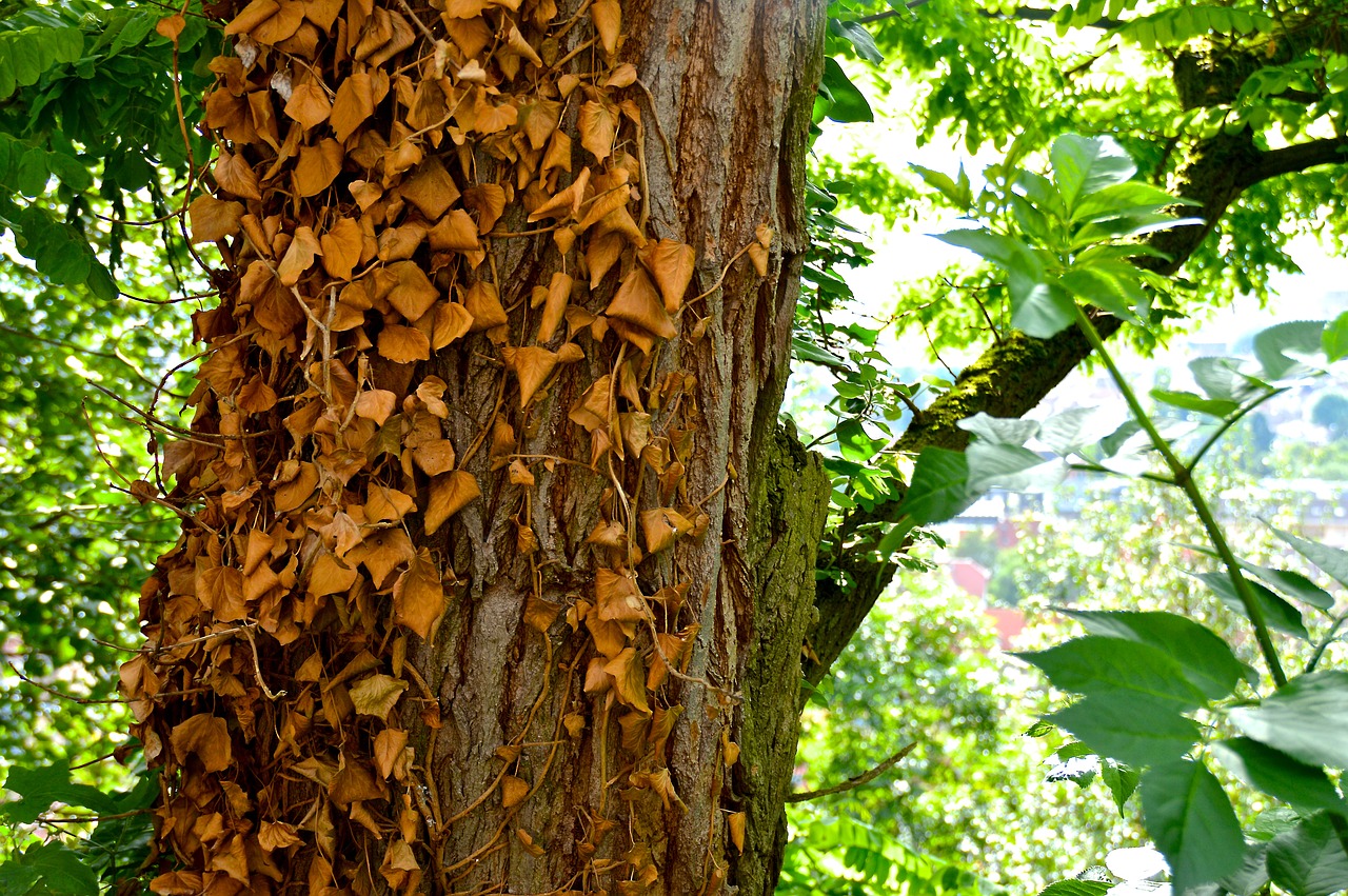 Image - ivy dry tree leaves bark