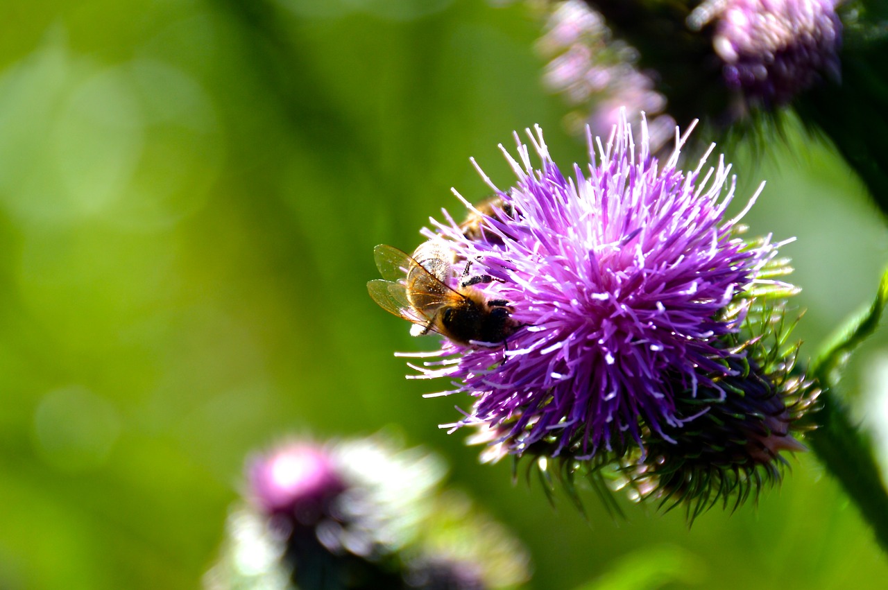 Image - bee thistle summer close insect