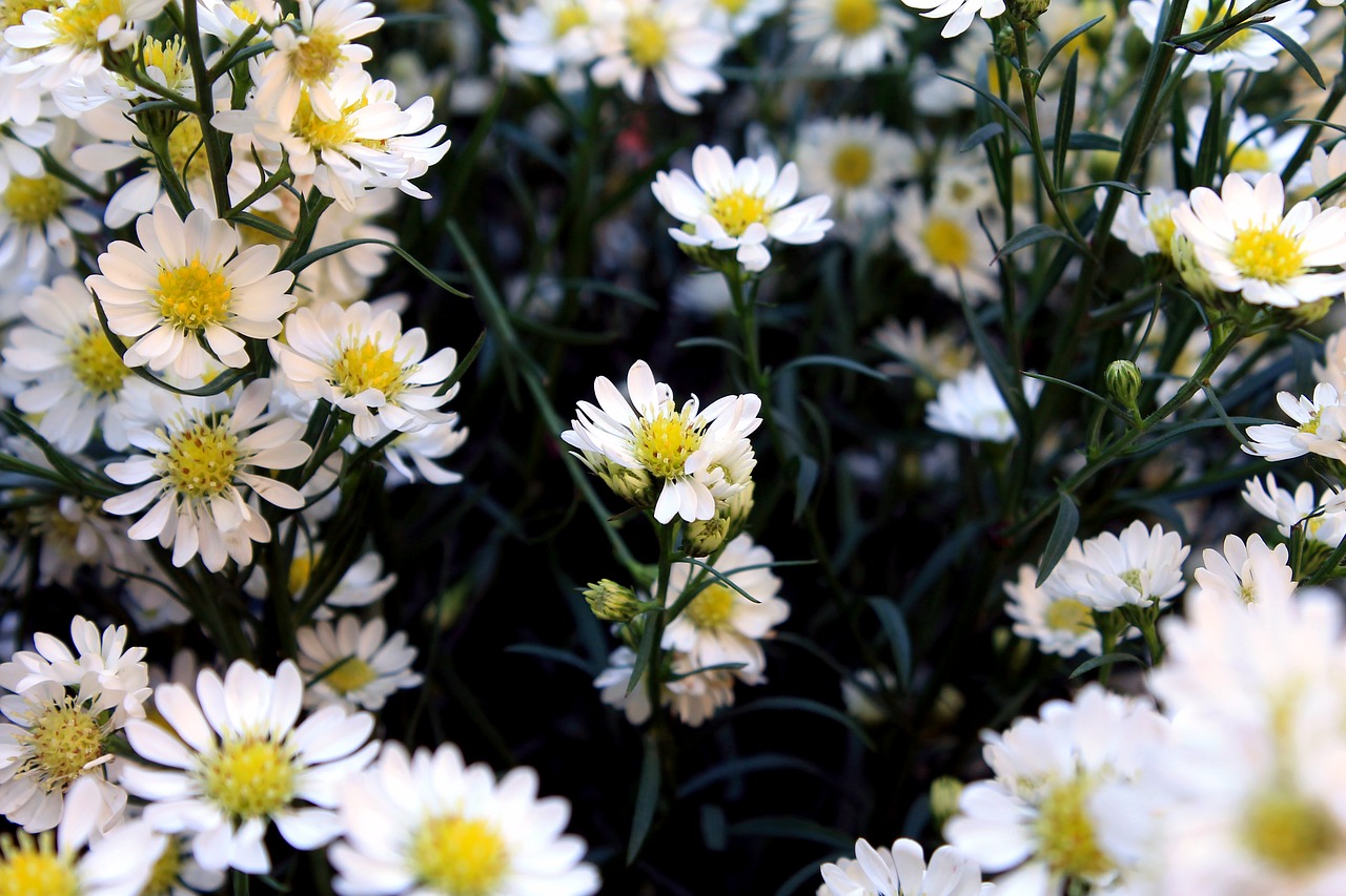 Image - daisies margaridinhas flowers