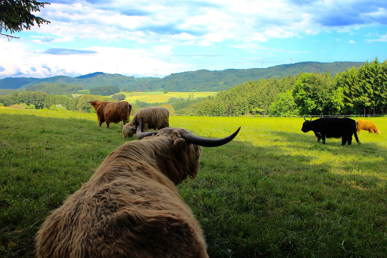 Image - cattle cows highland beef scotland