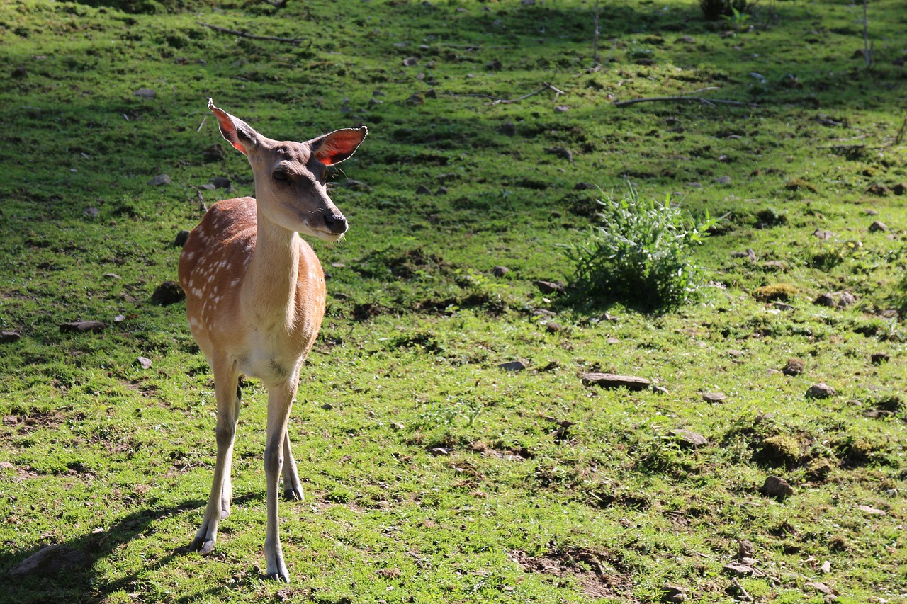 Image - roe deer bambi hirsch pasture