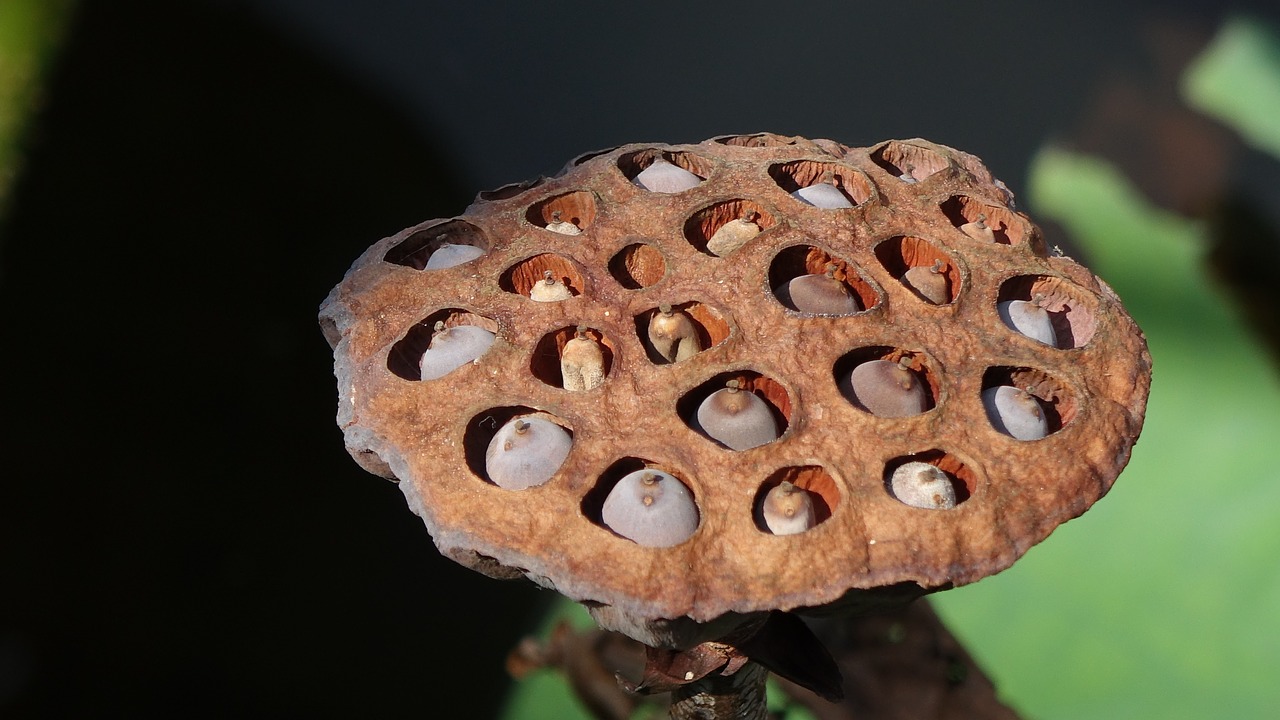 Image - dry lotus bud seeds lotus nuts