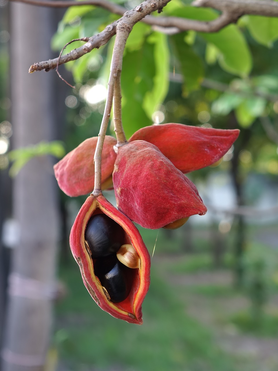 Image - fruit fact clover fern po red pun