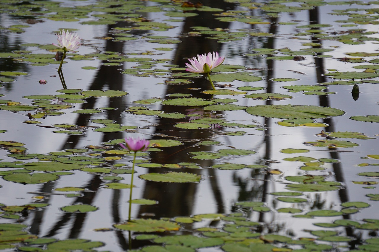 Image - tranquil reflection pond waterlily