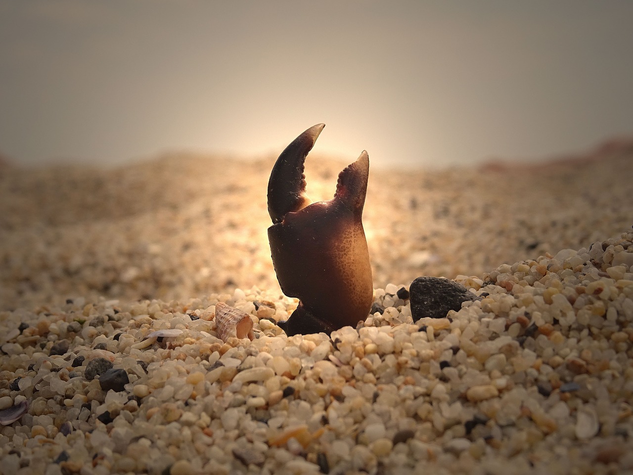 Image - sand light crab